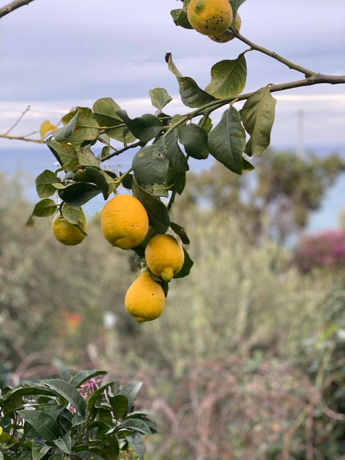La Casa Dei Ciocio Villa Cefalu Bagian luar foto